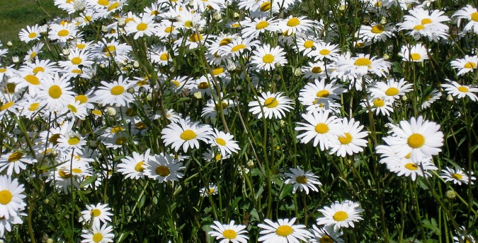 Oxeye daisies Rosemoor Country Cottages and Nature reserve South Wales