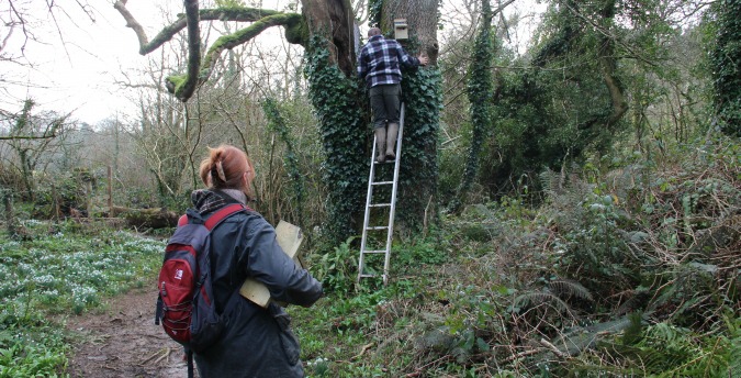 Putting up bird boxes in the Rosemoor Nature Reserve - Pembrokeshire Holiday Cottages,West Wales