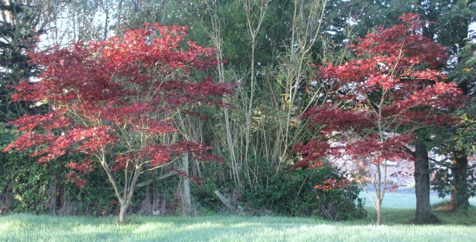Acers by entrance to willow wood Rosemoor Country Cottages and Nature reserve South Wales, luxury holiday cottages in pembrokeshire, dog friendly cottages west wales