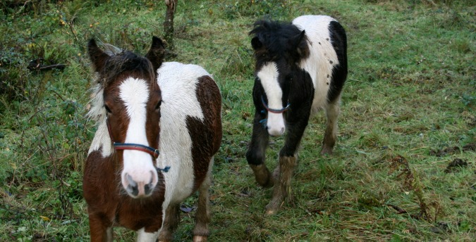 Welsh Ponies in the Rosemoor Nature Reserve - Pembrokeshire West Wales