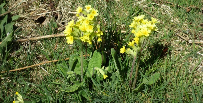 Cowslips in the Rosemoor Nature Reserve - Pembrokeshire West Wales