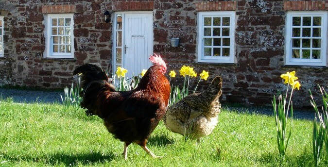 Chickens, pet friendly holiday cottages pembrokeshire, self catering in Pembrokeshire, luxury self catering Pembrokeshire