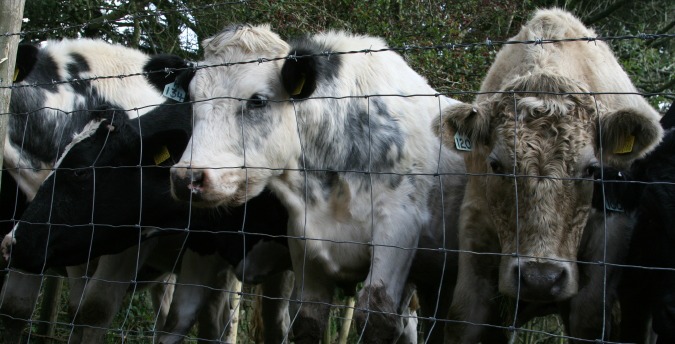 Cattle behind Rosemoor Country Cottages and Nature reserve