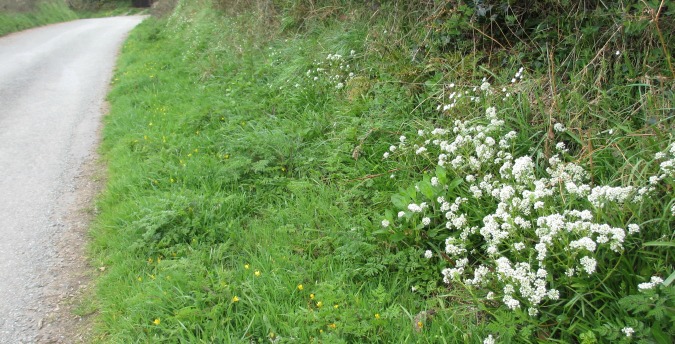 Roadside flowers Rosemoor Country Cottages and Nature reserve, , luxury holiday cottages in pembrokeshire, dog friendly cottages west wales