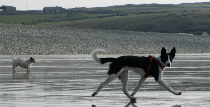 Pets on the beach near Rosemoor's dog friendly accommodation Pembrokeshire