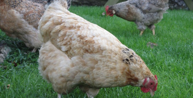 Chickens Rosemoor Country Cottages and Nature reserve South Wales, , luxury holiday cottages in pembrokeshire, dog friendly cottages west wales