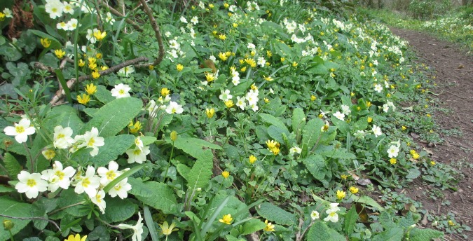 Nature Reserve South Wales, Holidays Cottages Pembrokeshire - flowers bordering a path