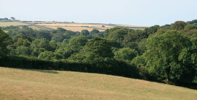 Fields around rosemoor, holiday cottages pembrokeshire, dog friendly cottages west wales, cottage in pembrokeshire, Rosemoor