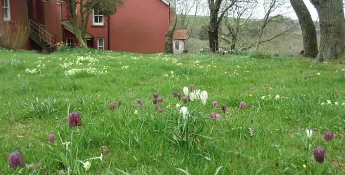 Snakeshead frittilary front lawn Rosemoor Country Cottages and Nature reserve South Wales, , luxury holiday cottages in pembrokeshire, dog friendly cottages west wales
