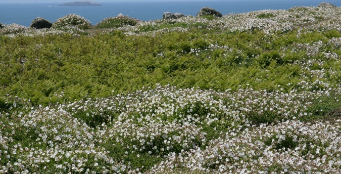 skomer island south wales, things to do in pembrokeshire