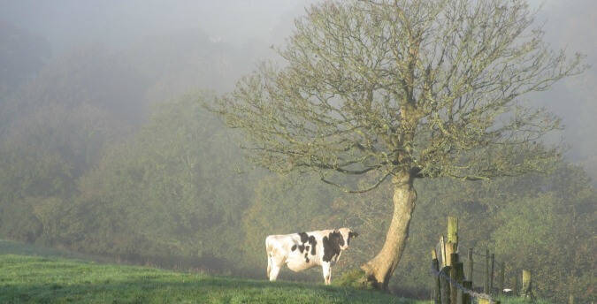 Cattle in morning mist Rosemoor Country Cottages and Nature reserve South Wales, , luxury holiday cottages in pembrokeshire, dog friendly cottages west wales
