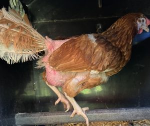 Rescue hen