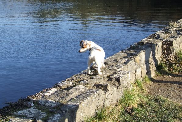 Rosie as a pub Lilly ponds